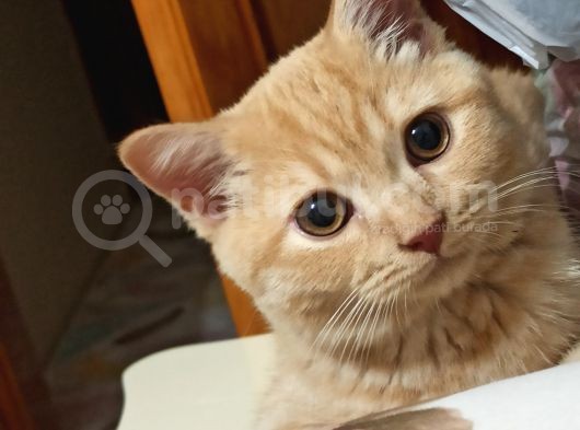 3 Aylık British Erkek Kedi görsel