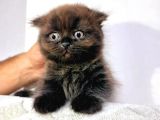 Süper Nadir Kahverengi British Shorthair Yavrularımız