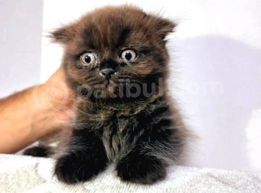 Süper Nadir Kahverengi British Shorthair Yavrularımız görsel
