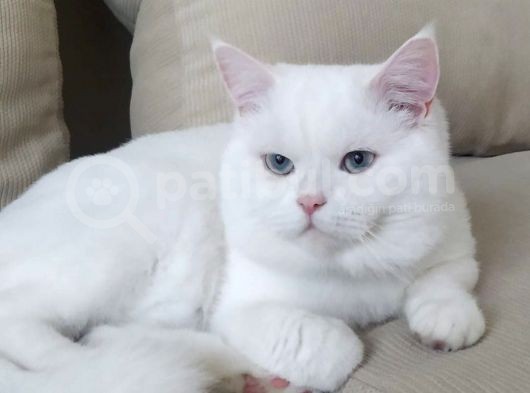 Sütlaç Paşa görsel