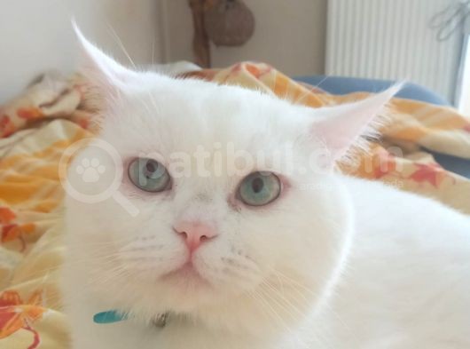 Sütlaç Paşa görsel