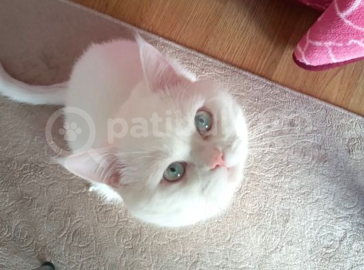 Sütlaç Paşa görsel