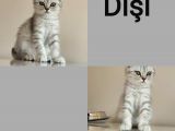 3 Aylik Bri̇ti̇sh Shorthai̇r Yavrumuz