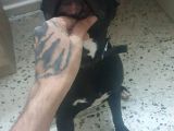 Pitbull Amerikan Staff