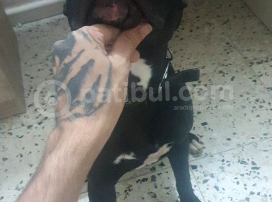 Pitbull Amerikan Staff görsel