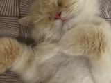 1 Yaşinda Kisir Bri̇ti̇sh Longhai̇r