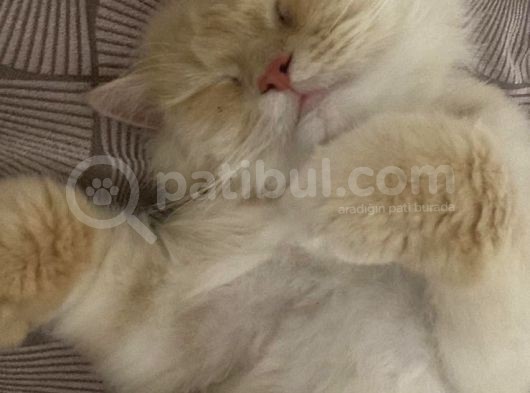 1 Yaşinda Kisir Bri̇ti̇sh Longhai̇r görsel
