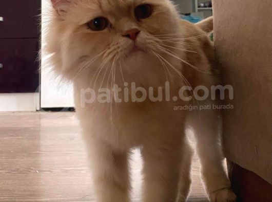 1 Yaşinda Kisir Bri̇ti̇sh Longhai̇r görsel