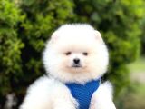 Erkek Dişi Show Kalite Pomeranian Yavrusu