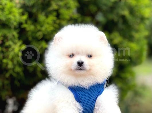 Erkek Dişi Show Kalite Pomeranian Yavrusu