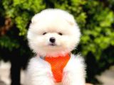 Mükemmel Kalite Erkek Dişi Pomeranian Boo