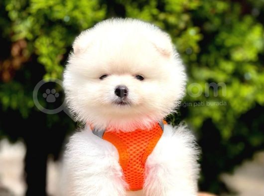 Mükemmel Kalite Erkek Dişi Pomeranian Boo görsel