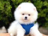 Erkek Dişi Show Kalite Pomeranian Yavrusu