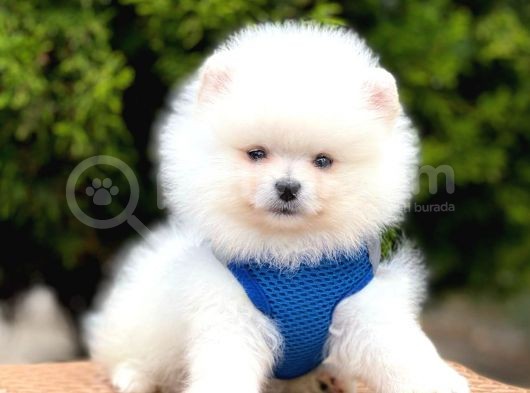 Erkek Dişi Show Kalite Pomeranian Yavrusu görsel
