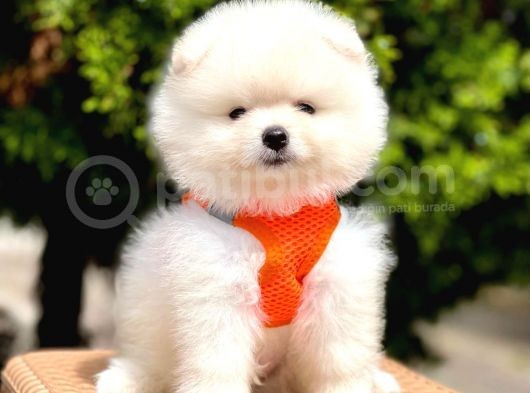 Mükemmel Kalite Erkek Dişi Pomeranian Boo