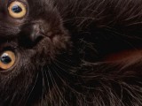 Süper Nadir Kahverengi British Shorthair Yavrularımız
