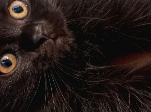 Süper Nadir Kahverengi British Shorthair Yavrularımız görsel