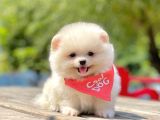 Secereli Erkek Dişi Pomeranian Boo Yavrular