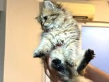 British Golden Ve British Golden Tabby Dişi Yavrular