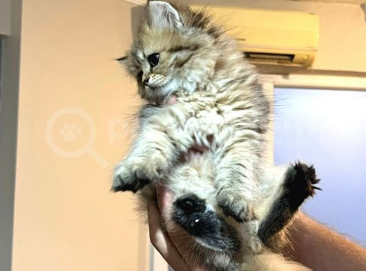 British Golden Ve British Golden Tabby Dişi Yavrular görsel