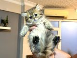 British Golden ve British Golden Tabby Dişi Yavrular