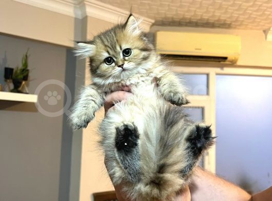 British Golden Ve British Golden Tabby Dişi Yavrular