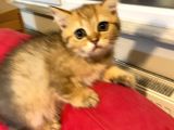 British Golden Ve British Golden Tabby Dişi Yavrular