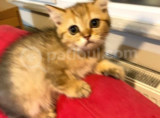 British Golden Ve British Golden Tabby Dişi Yavrular görsel