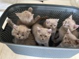 British Shorthair / Longhair Ödüllü Lilac Yavrumuz
