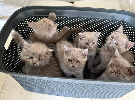 British Shorthair / Longhair Ödüllü Lilac Yavrumuz görsel