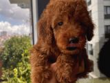 Mükemmel Toypoodle Bebeklerrr