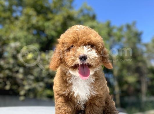 Özel Renk Red Malti̇poo Yavrumuz