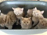 British Shorthair / Longhair Ödüllü Lilac Yavrumuz