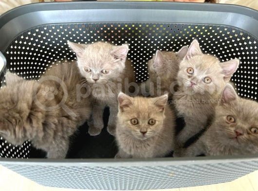 British Shorthair / Longhair Ödüllü Lilac Yavrumuz görsel