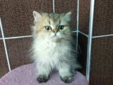 British Shorthair Silver Scotish Fold Dişi Erkek Bebekler Mevcuttur. Daha Fazla Görsel Için Lütfen Iletisim.kurunuz.