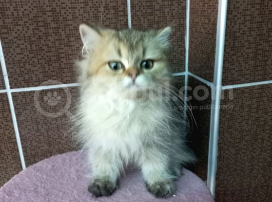 British Shorthair Silver Scotish Fold Dişi Erkek Bebekler Mevcuttur. Daha Fazla Görsel Için Lütfen Iletisim.kurunuz. görsel