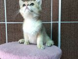 British Shorthair Silver Scotish Fold Dişi Erkek Bebekler Mevcuttur. Daha Fazla Görsel Için Lütfen Iletisim.kurunuz.