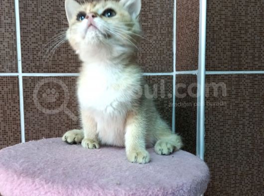 British Shorthair Silver Scotish Fold Dişi Erkek Bebekler Mevcuttur. Daha Fazla Görsel Için Lütfen Iletisim.kurunuz. görsel