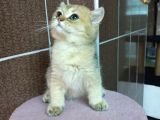 British Shorthair Silver Scotish Fold Dişi Erkek Bebekler Mevcuttur. Daha Fazla Görsel Için Lütfen Iletisim.kurunuz.