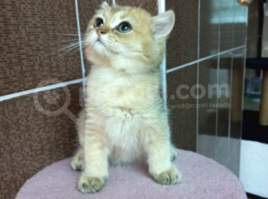 British Shorthair Silver Scotish Fold Dişi Erkek Bebekler Mevcuttur. Daha Fazla Görsel Için Lütfen Iletisim.kurunuz. görsel