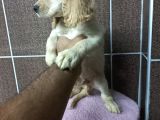 Cocker Bebekler Irk Ve Sağlık Garantili Kaliteli Yavrular