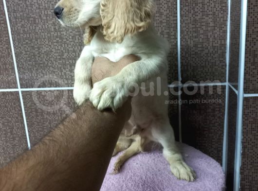 Cocker Bebekler Irk Ve Sağlık Garantili Kaliteli Yavrular görsel