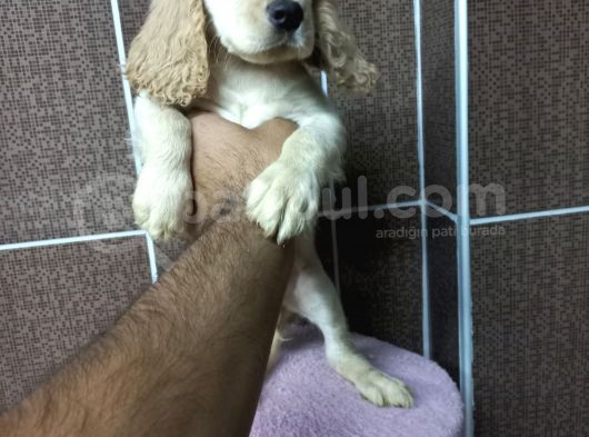 Cocker Bebekler Irk Ve Sağlık Garantili Kaliteli Yavrular görsel