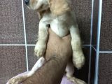 Cocker Bebekler Irk Ve Sağlık Garantili Kaliteli Yavrular