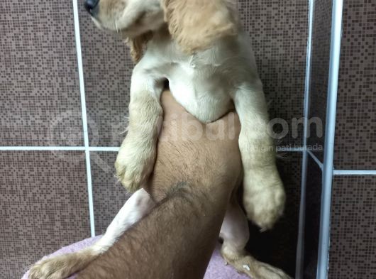 Cocker Bebekler Irk Ve Sağlık Garantili Kaliteli Yavrular görsel