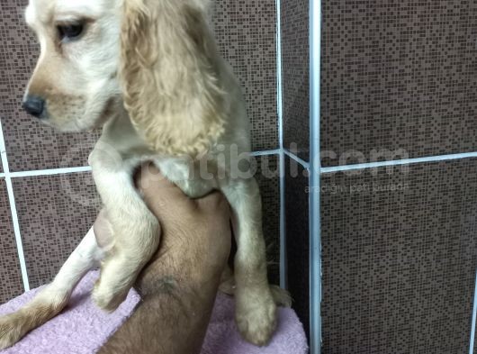 Cocker Bebekler Irk Ve Sağlık Garantili Kaliteli Yavrular görsel