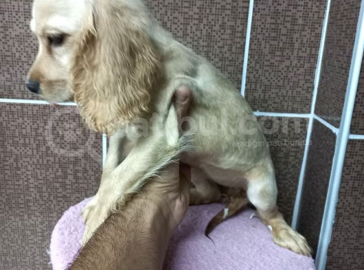 Cocker Bebekler Irk Ve Sağlık Garantili Kaliteli Yavrular görsel