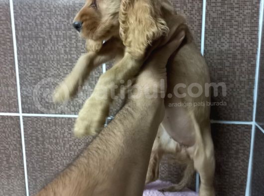 Cocker Bebekler Irk Ve Sağlık Garantili Kaliteli Yavrular görsel