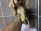 Cocker Bebekler Irk Ve Sağlık Garantili Kaliteli Yavrular