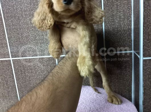 Cocker Bebekler Irk Ve Sağlık Garantili Kaliteli Yavrular